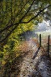 94 - LE CHEMIN 2 - GILLIOT MICHEL - belgium <div : 2016, Angre, Bois d'Angre, automne, paysage, sentier